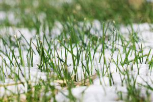 snow on a green lawn