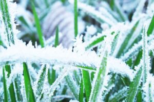 St. Charles Lawn Care tips for winter